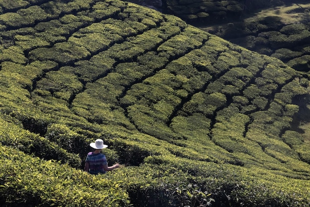 A woman sits in a tea plantation in the hills of munnar.