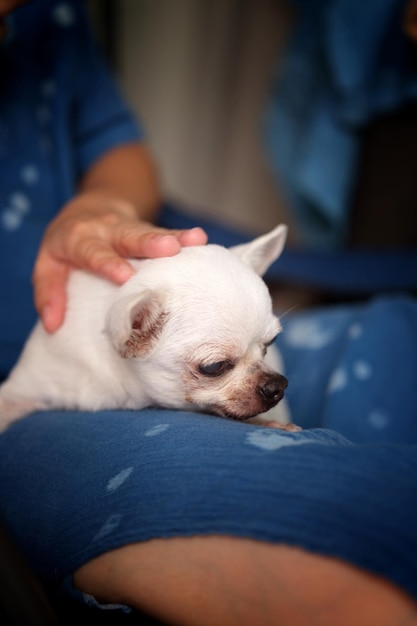 Donna seduta con un cane chihuahua su una sedia