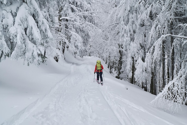 Woman ski tourer travelling in the winter forest