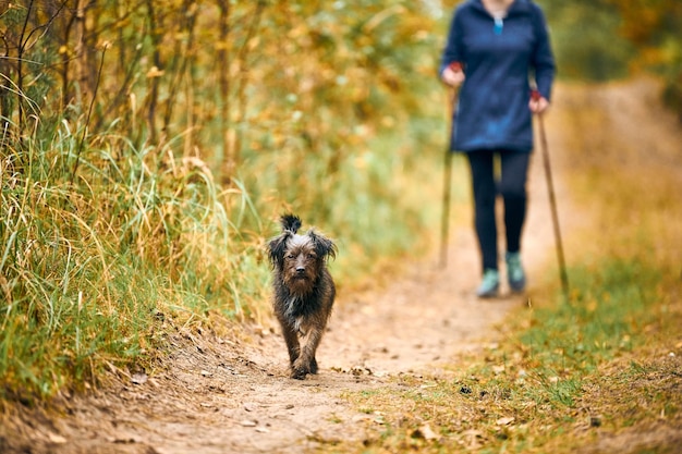 운동복을 입은 여성이 작은 덥수룩한 개를 걷고 노르딕 워킹에 참여했습니다. 가을에 귀여운 모피 갈색 강아지를 걷고 있습니다. 야외 걷기, 노인을 위한 스포츠 활동, 건강한 생활 방식 개념