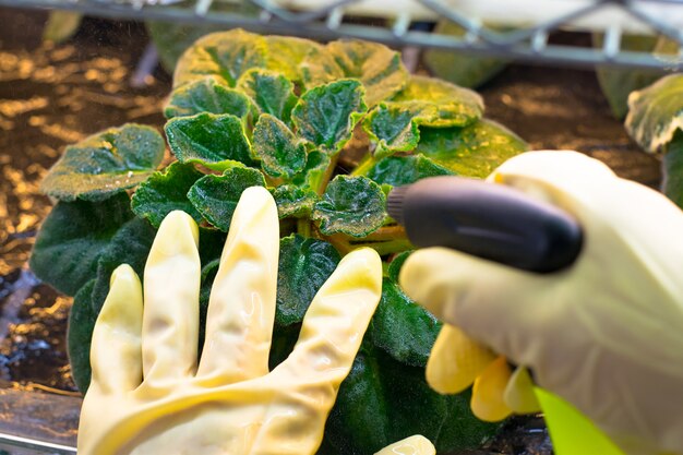 Fiori di spruzzatura della donna nel giardino