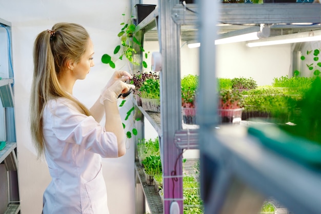 Woman spraying microgreens with water. A small micro-green farm.