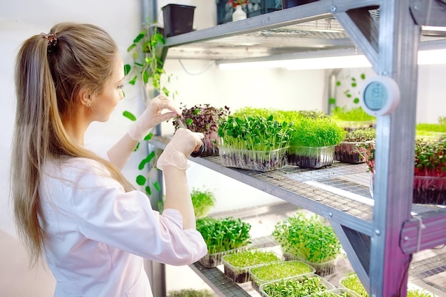 Woman spraying microgreens with water. A small micro-green farm.