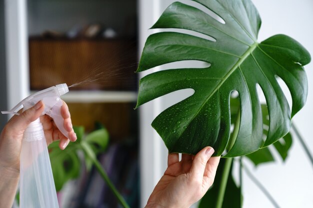 写真 モンステラ観葉植物を噴霧する女性は、自宅の暖房シーズン中に葉に潤いを与えます。植物の手入れ