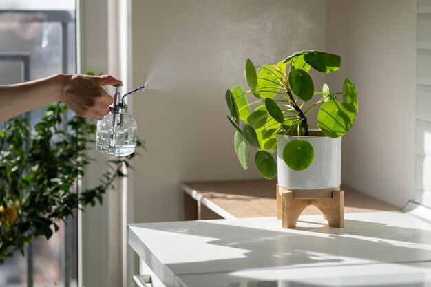 Woman spraying pilea houseplant using sprayer moisturizes air surround leaves at home kitchen