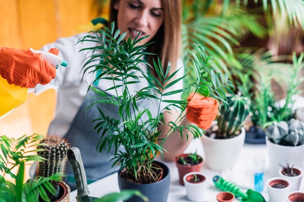 テーブルに鉢植えの植物を噴霧する女性