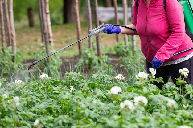 A woman sprays fungicides on the potato plantation against fungus and beetles rural life