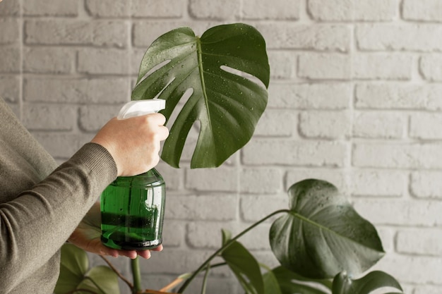 Photo a woman sprays the leaves of monstera deliciosa