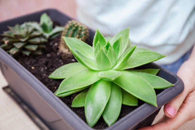 한 여성이 스프레이 병의 먼지에서 즙이 많은 잎을 뿌립니다. Houseplant Care 실내 정원 하우스 컨셉은 사막 식물이나 다육식물