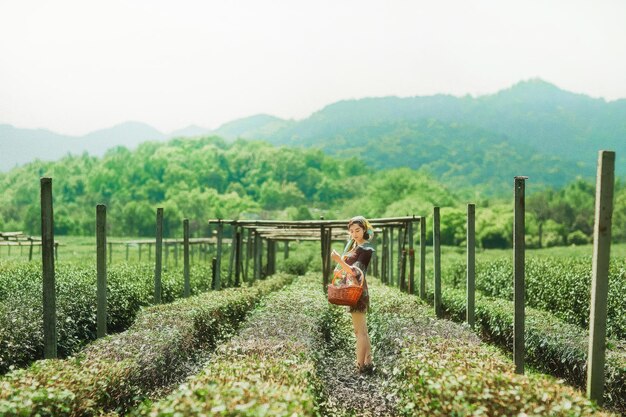 A woman stands in a field of strawberries and a mountain in the background.