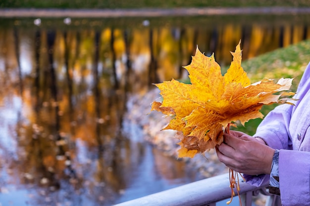 女性は橋の上の公園に立って、秋のカエデの葉の花束を持っています。体の一部。秋のロマンチックなコンセプト。湖の背景。セレクティブフォーカス。