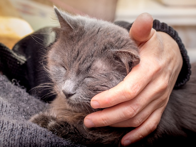 女性はお気に入りの猫を撫でます。灰色の猫は休んでいます