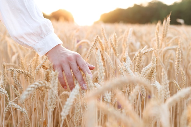 Женщина гладит зрелые уши на закате в пшеничном поле. крупный план