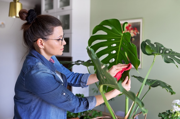 Woman takes care of potted plant at home, female cleans wipes leaves of monstera, and sprinkles with water. Hobbies, home gardening, houseplant, urban jungle, potted friends concept