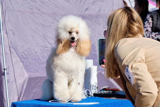 A woman takes pictures on her smartphone of a charming dwarf poodle of modern color