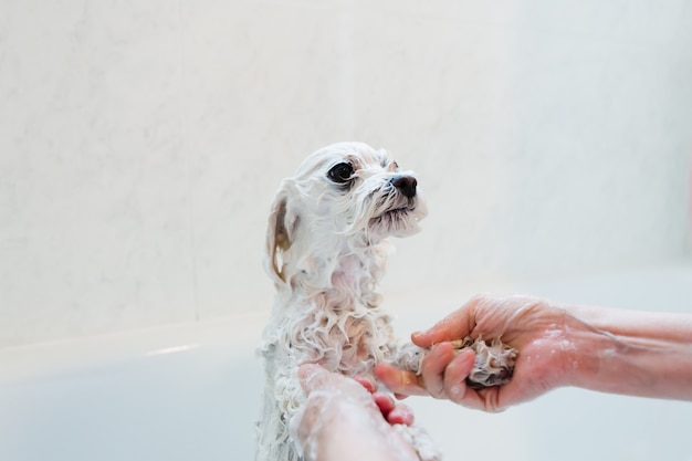 Woman taking care of her little dog. Washing an adorable maltese under the shower. Animals hygiene concept.