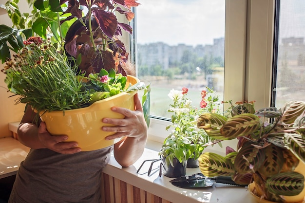 バルコニーの窓の植物の親の概念で観葉植物の世話をする女性