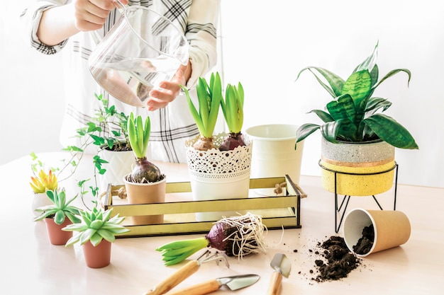 Woman taking care of various home plants, watering and repoting hyacinth in metal and concrete pot on wooden table. Home gardening and planting concept. Spring time.