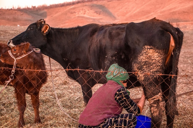 A woman taking milk from the cow