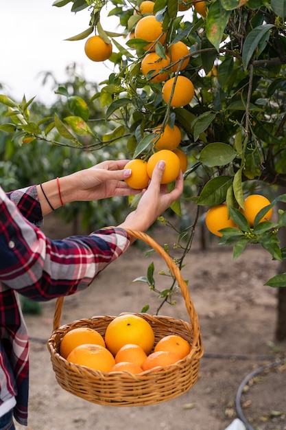 Woman taking oranges from a tree. Organic garden concepts.