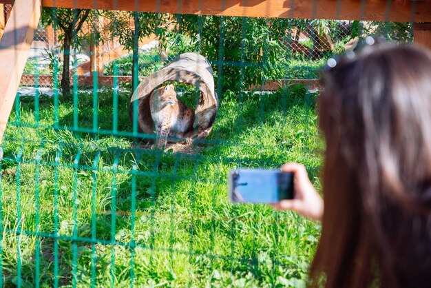 晴れた日の暑い日に動物園のヒョウの写真を携帯電話で撮る女性