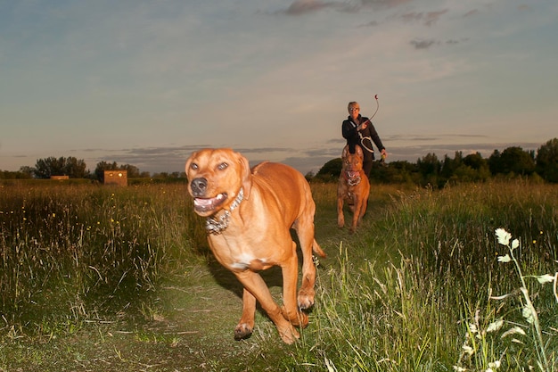 Photo woman throwing ball for dogs on grassy field during sunset