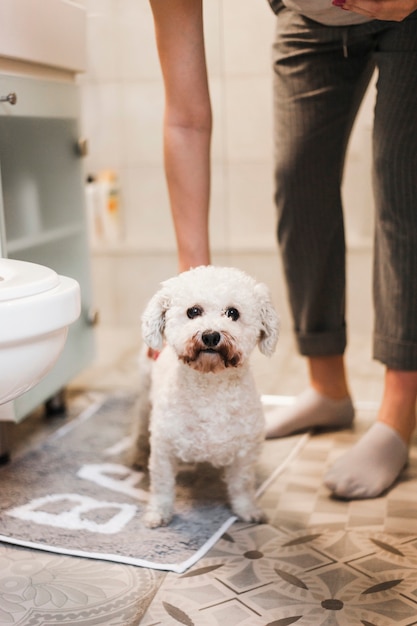 Woman touching her cute white dog in bathroom