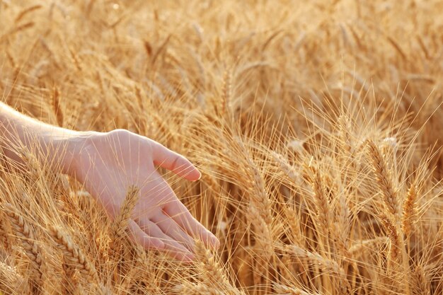 Woman touching wheat on a field