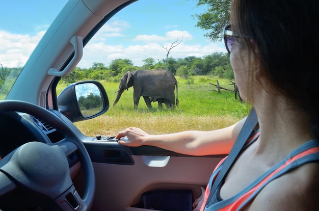 Turista della donna in vacanza in auto safari in sudafrica, guardando elefante nella savana