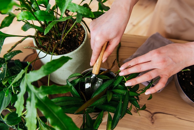 Woman transplaning plants indoor close up view of hands