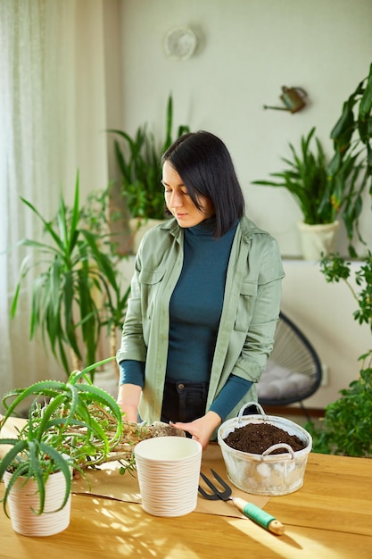 自宅でクラッスラ属植物を新しいポットに移植する女性