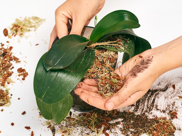 Woman transplanting orchid at home