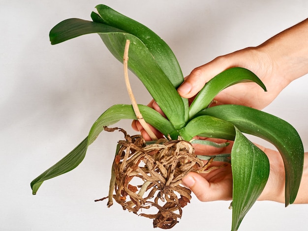 Woman transplanting orchid at home