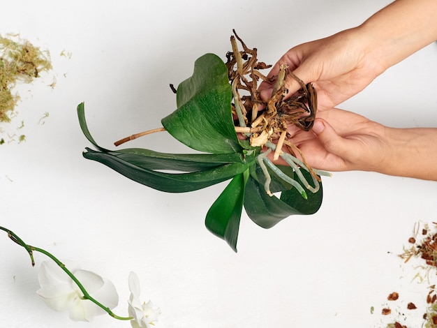 Woman transplanting orchid at home