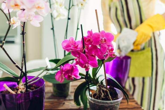 Foto donna che trapianta l'orchidea in un'altra pentola in cucina. casalinga che si prende cura di piante e fiori domestici. giardinaggio