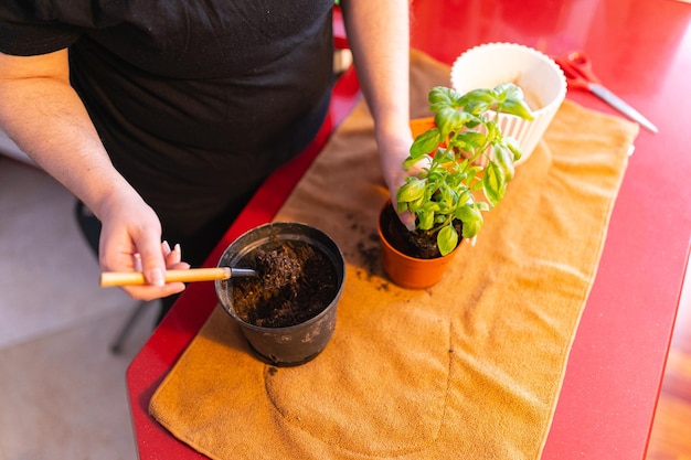 Woman transplanting a plant