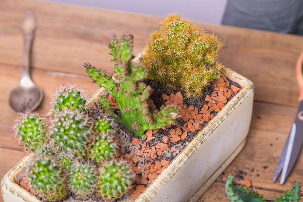 A woman transplants a cactus flower into a small figured flower pot