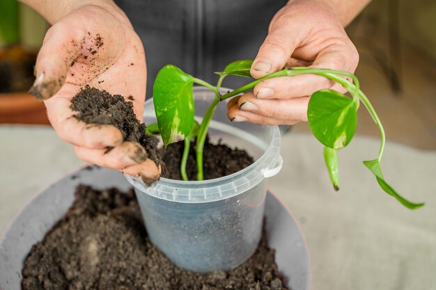 a woman transplants a flower. Home gardening, greenery concept. A gardener transplants a houseplant