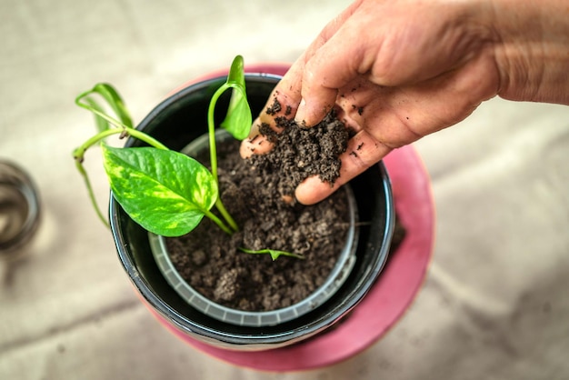 a woman transplants a flower. Home gardening, greenery concept. A gardener transplants a houseplant