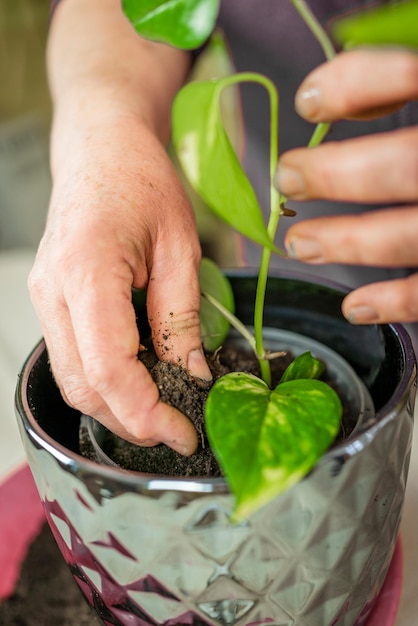 a woman transplants a flower. Home gardening, greenery concept. A gardener transplants a houseplant