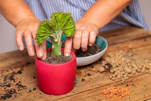 A woman transplants a houseplant a flower in a ceramic pot