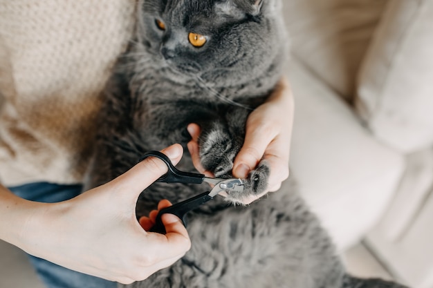 Woman trimming cat's nails at home with special scissors