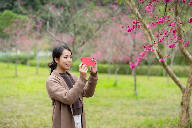 女性が携帯電話を使って桜の木の写真を撮る