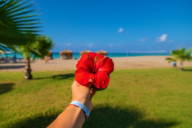 Woman on vacation by the sea hibiscus flower in hands. Selective focus.