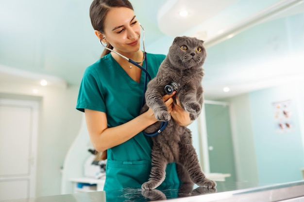woman veterinarian examining cat on table in veterinary clinic medicine treatment of pets