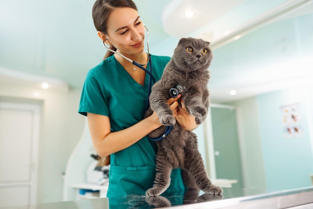 Woman veterinarian examining cat on table in veterinary clinic Medicine treatment of pets