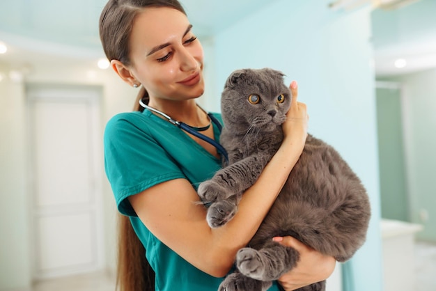 獣医クリニックのテーブルで猫を調べる女性獣医師 ペットの医学治療