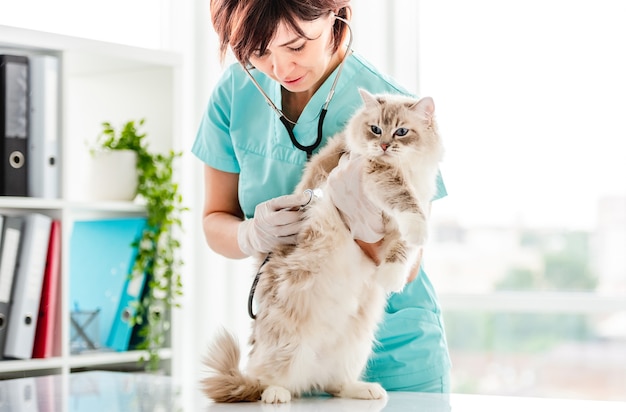 Premium Photo | Woman veterinarian holding fluffy ragdoll cat and examining  it during medical care procedures at vet clinic. portrait of adorable  purebred feline pet and doctor in animal hospital