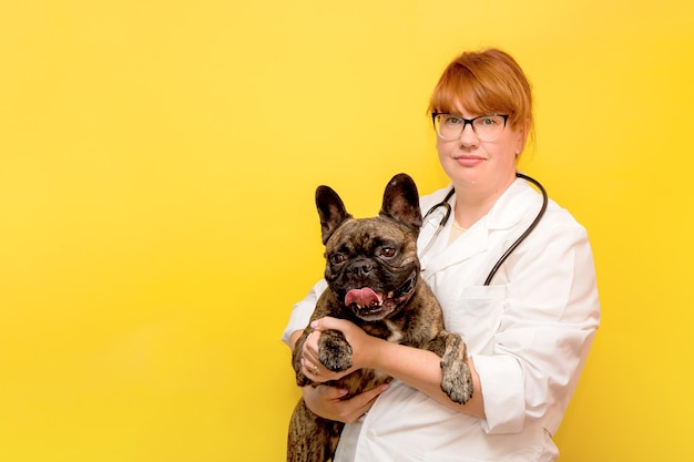 Woman veterinarian holding a french bulldog in her arms on a yellow background with copy space