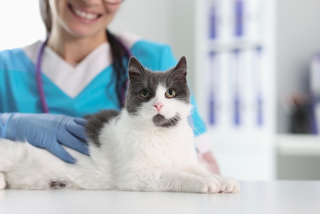 Woman veterinarian in protective gloves stroking cat closeup